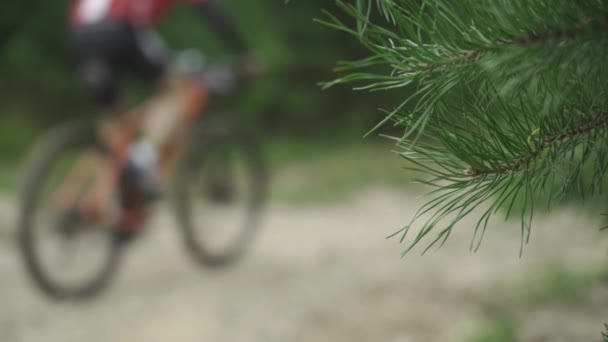 Větev z borovice. Sportovci jezdící na horských kolech na lesní stezce. Rozmazaný obrázek — Stock video