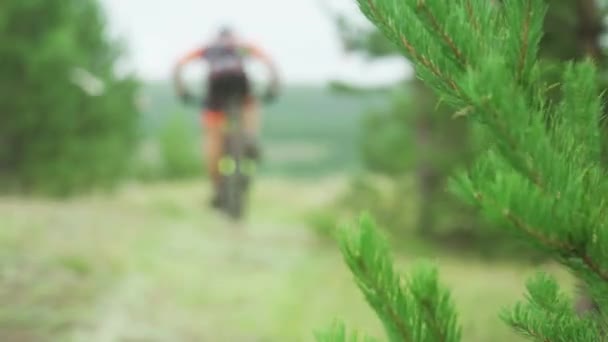 Um ramo de um pinheiro. Atletas montando bicicletas de montanha em uma trilha florestal. Imagem turva — Vídeo de Stock