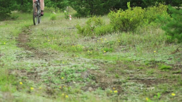 Sportowcy jeżdżący na rowerach górskich po leśnym szlaku — Wideo stockowe