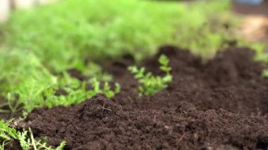 Toprağı kürekle yeşil gübre bitkileriyle kazın.