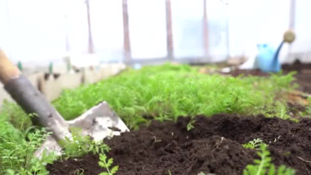 シャベルで緑の肥料植物で土を掘る — ストック動画