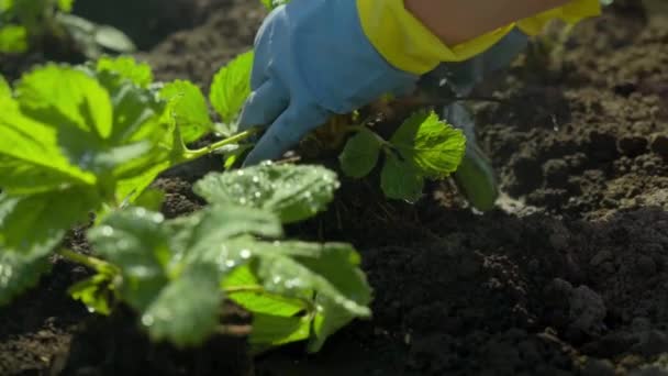 Planta mudas de morango no chão — Vídeo de Stock