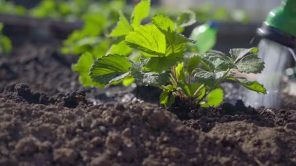 Watering a young garden strawberry plant — Stock Video