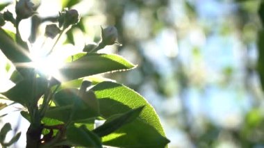 Çiçek açan bir elma ağacının dalları Gökyüzünün arka planında güneş ışığı