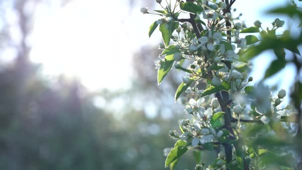 Branches d'un pommier en fleurs avec du soleil sur le fond du ciel — Video