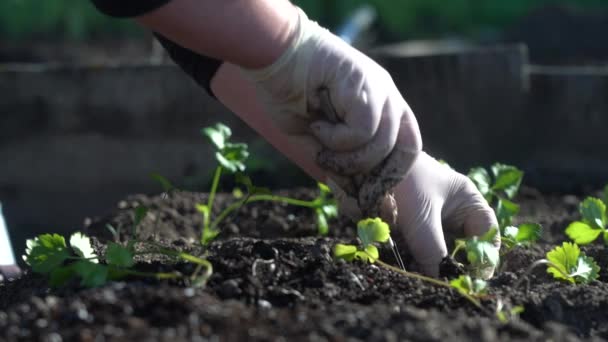 Plant de groene jonge zaailingen in de grond met je handen — Stockvideo