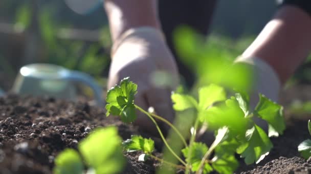 用你的手把绿色的幼苗种在地里 — 图库视频影像