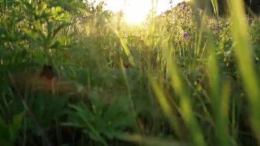 Akşam güneşinde yabani otlar ve kır çiçekleri. Düşük açı. Kamera hareketi
