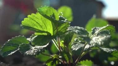 Leaves of garden strawberries on a bed