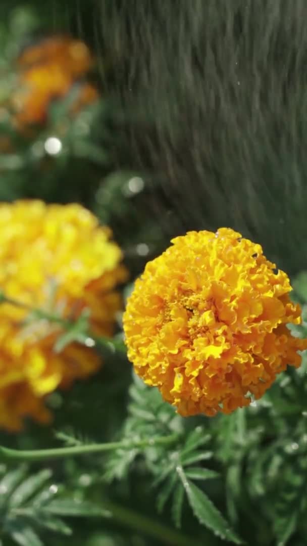 Flor de tagetes naranja. Plantas de riego en la cama — Vídeos de Stock