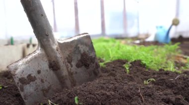 Toprağı kürekle yeşil gübre bitkileriyle kazın.