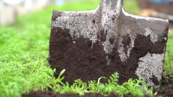 Close-up of a garden shovel in the soil during manual digging of sod crops — Vídeo de Stock