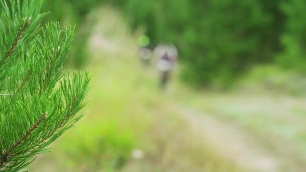 Um ramo de um pinheiro. Atletas montando bicicletas de montanha em uma trilha florestal. Imagem turva — Vídeo de Stock