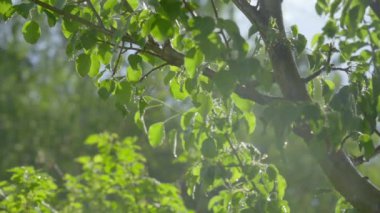 Güneşin altında ıslak yeşil ağaç yaprakları