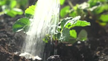 Çilek bahçesini suluyorum.