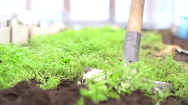 Desenterrar el suelo con plantas de estiércol verde con una pala — Vídeos de Stock