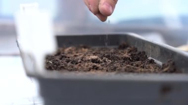 Ağaç külü doğal bir gübredir. Kalsiyum, herhangi bir fidyenin büyümesi ve düzgün bir şekilde gelişmesi için özellikle önemlidir.