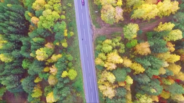 Vista aérea de uma estrada em uma floresta outonal a partir de um drone — Vídeo de Stock