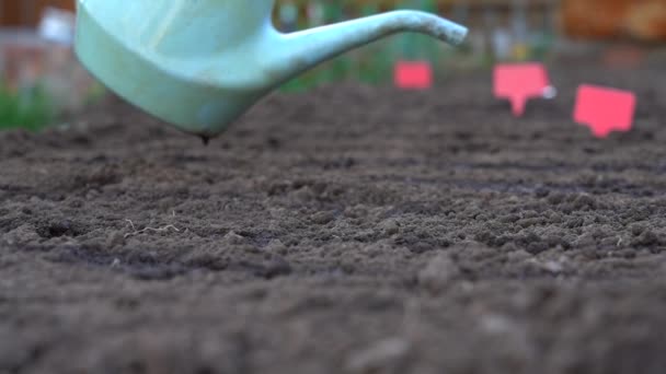 Wasser aus der Gießkanne wird in trockenen Boden gegossen. Bewässerung des Bodens vor der Aussaat von Samen. — Stockvideo