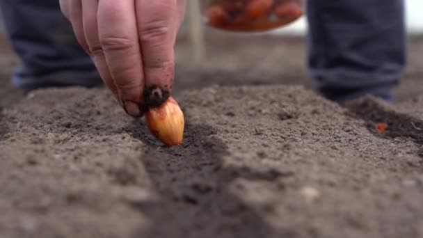 Planting the onion — Stock Video