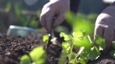 Toprağa kereviz tohumları ekiyorum.