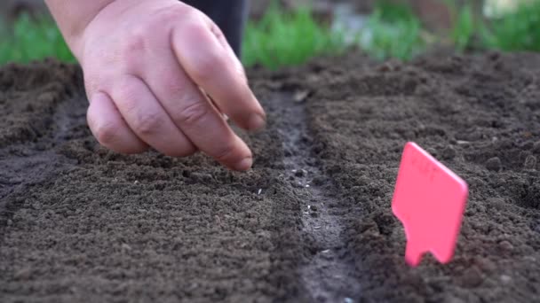 地面にセロリの苗を植える — ストック動画