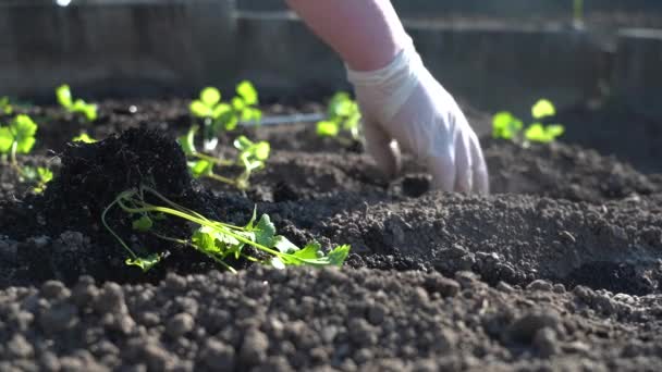 Ültessétek a zöld fiatal palántákat a földbe a kezetekkel. — Stock videók