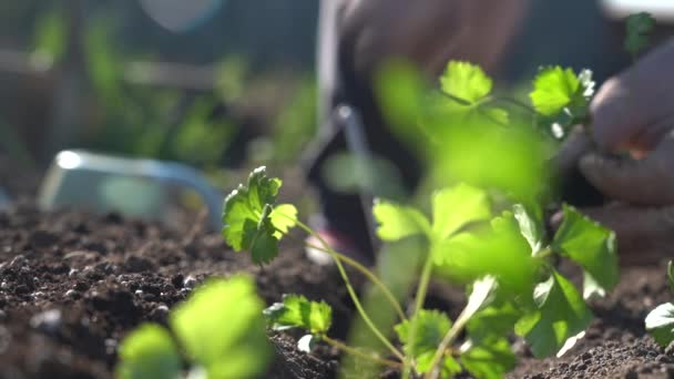 あなたの手で緑の若い苗を地面に植える — ストック動画