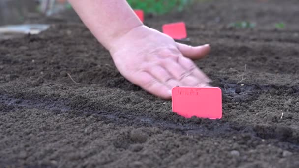 Samen von Pflanzen in die Erde säen — Stockvideo