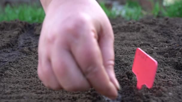 Semear sementes de plantas no solo — Vídeo de Stock