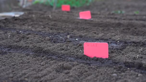 Výsev semen rostlin v zemi — Stock video