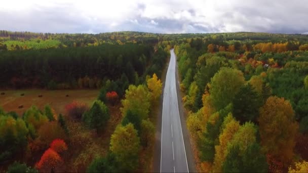 Widok z lotu ptaka na autostradę w jesiennym lesie z drona — Wideo stockowe