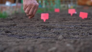 Toprağa bitki tohumları ekiyorum. 