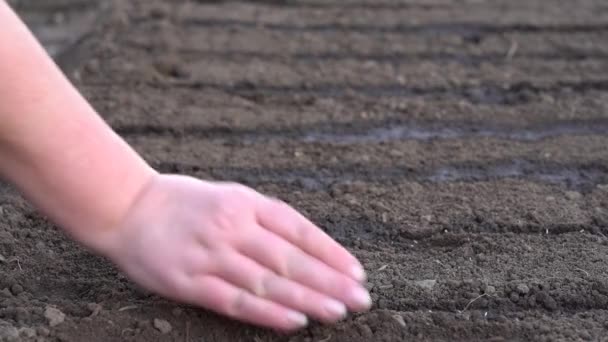 Siembra de semillas de plantas en el suelo — Vídeo de stock