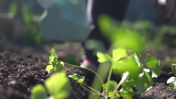 Plant the green young seedlings into the ground with your hands — Stock Video