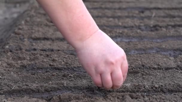 Siembra de semillas de plantas en el suelo — Vídeos de Stock