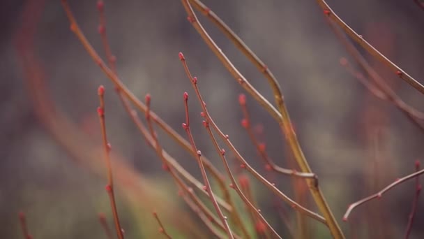 Våren grenar — Stockvideo