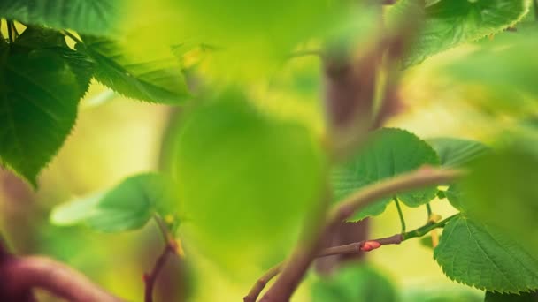 Verdure fraîche 