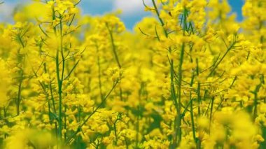 Arıların sarı bal çiçegi nektarı toplamak