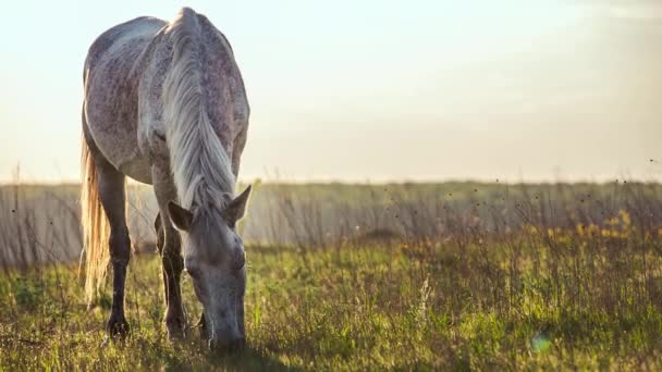Hästen äter gräs på en varm sommar solnedgång — Stockvideo
