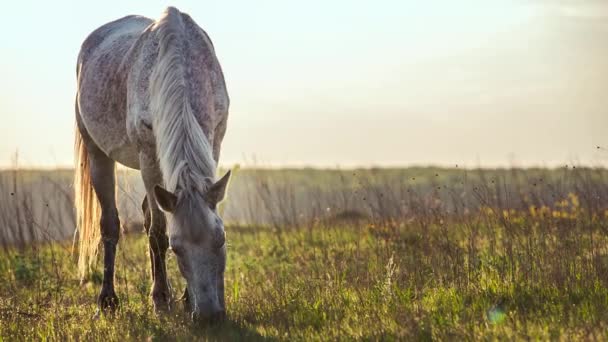 Cheval se nourrissant d'herbe sur un coucher de soleil chaud d'été 