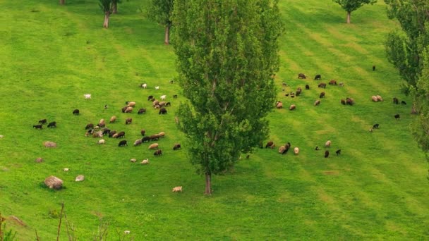 Ovelhas alimentando-se de um campo verde fresco — Vídeo de Stock