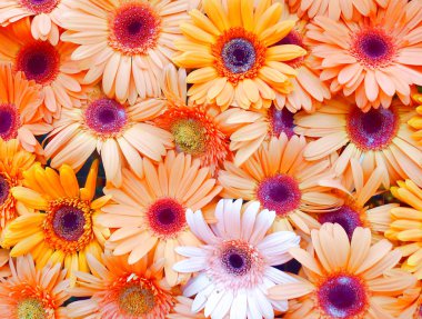 gerbera çiçek duvar