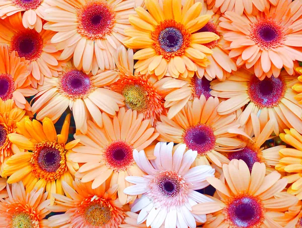 Gerbera flower wall — Stock Photo, Image