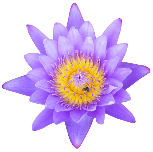Beyaz arka plan üzerinde izole mor lotus