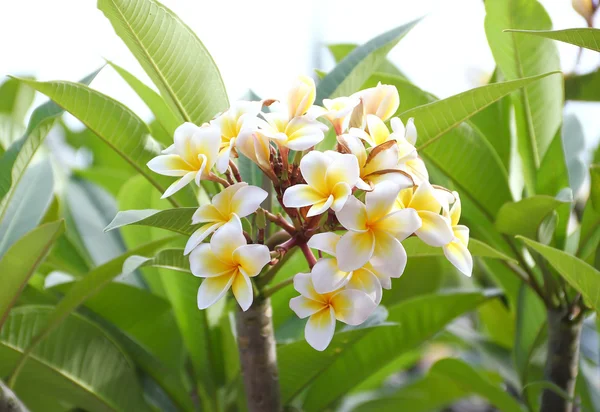 Frangipani (plumeria) flower blooming — Stock Photo, Image