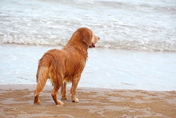 Sahilde bekleyen bir köpek
