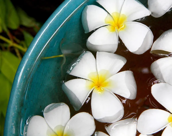 Plumeria in a celadon basin — Stock Photo, Image