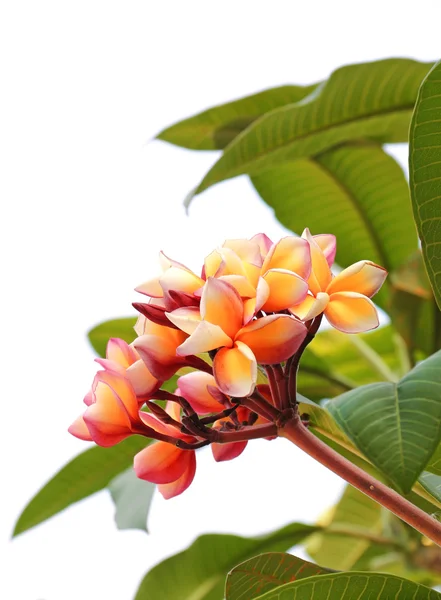 Frangipani flowers — Stock Photo, Image