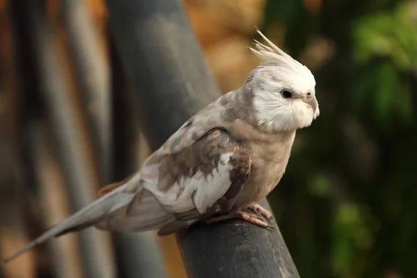 cockatiel yakın çekim